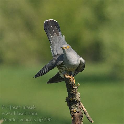 Cuculus canorus Cuckoo Kuckuck Coucou gris Cuco Europeo
