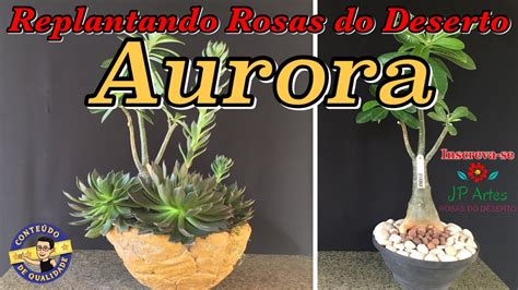 Replantando Rosas Do Deserto Aurora Youtube