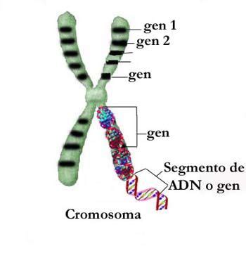 2 Genes y transmisión de ADN