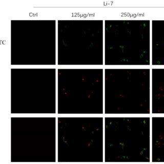 Summary Of The Mechanism Of SMT Promoting Apoptosis Of Hepatocellular