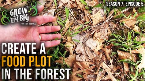 How To Create The Best Food Plot For Deer Part 3 Youtube