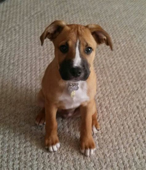 Labrador Retriever Mix With Boxer Boxer Mix