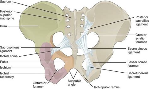 Ischium - Physiopedia