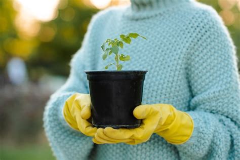 Mujer Sosteniendo Brotes De Tomate Verde En Las Manos En Una Maceta