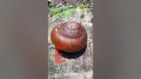 Exotic Foods Buko Susu Snail Youtube