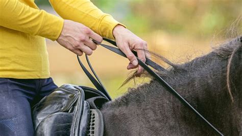 Online Kurs Feldenkrais Bungen F R Reiter Cavallo De