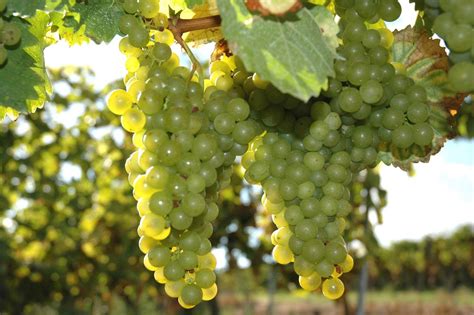 Chardonnay Grapes Growing Near Mannheim Germany Castle Garden Growing