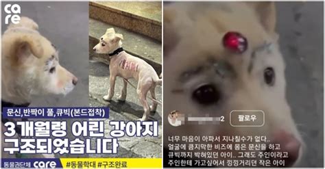 털 다 밀리고 낙서 큐빅 박힌 강아지동물학대 논란 끝 구조 Snsfeed 제휴콘텐츠 제공 실시간 핫이슈