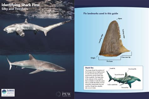 Identifying Shark Products With Indonesias Inspectors Marine Science