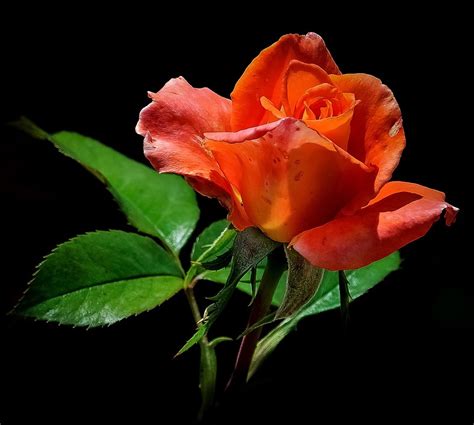 Orange Rose Flower Free Photo On Pixabay Pixabay