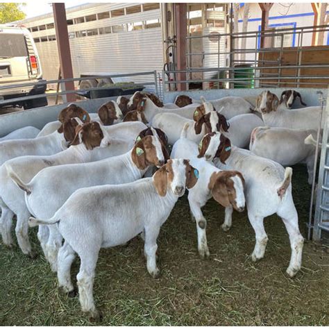 Buy Wholesale Germany Full Blood Live Boer Goats Pure Blood