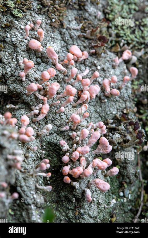 Pink Earth Lichen Dibaeis Baeomyces Brevard North Carolina Usa