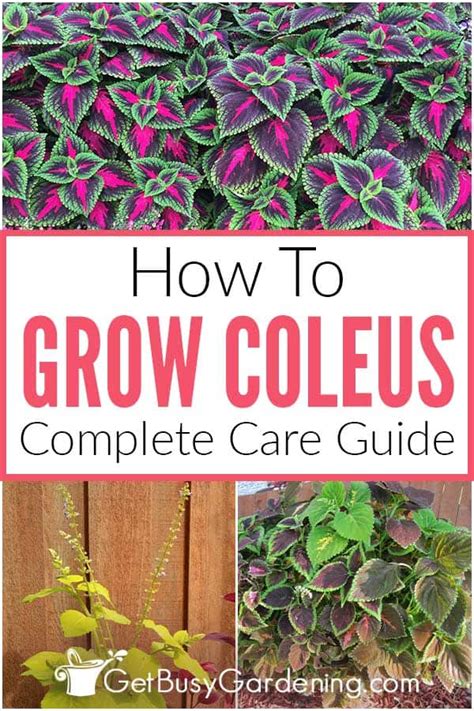 Coleus Plant Care & Complete Growing Guide - Get Busy Gardening