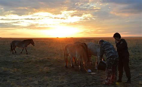 Russia's Great Stallions: President Putin Meets Orenburg's Wild Horses