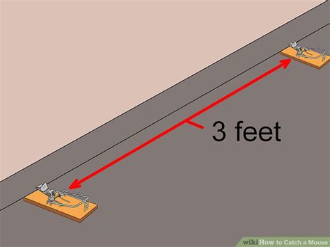 How to Catch a Mouse (with Pictures) - wikiHow
