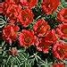 Amazon Outsidepride Portulaca Moss Rose Red Spreading Succulent