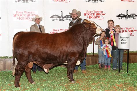 Show Cattle Stanton Braford Ranch Braford Cattle Poteet Texas