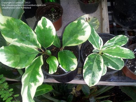 Plantfiles Pictures Stephanotis Bridal Wreath Hawaiian Wedding