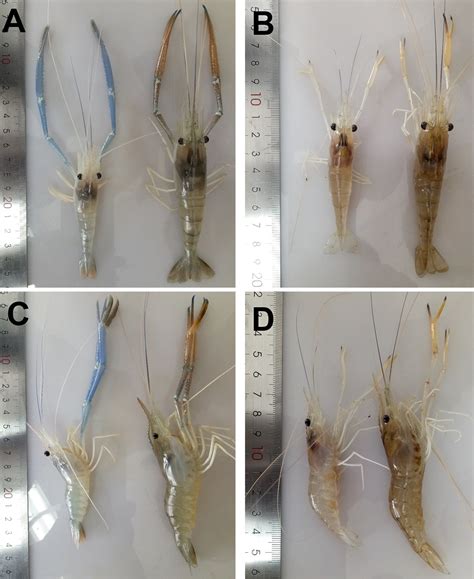 Macrobrachium Rosenbergii Morphology