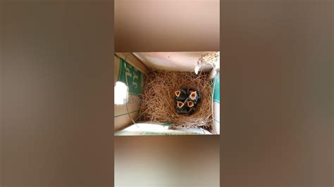 Save Birds Youtube