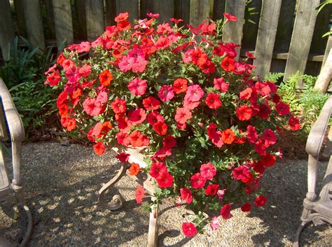 Online Plant Guide - Petunia 'Red Wave' / Red Wave Petunia