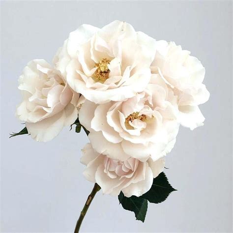 Three White Flowers In A Vase On A Table