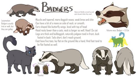 Can We Talk About Badgers Did You Know That Human People Tend To Think