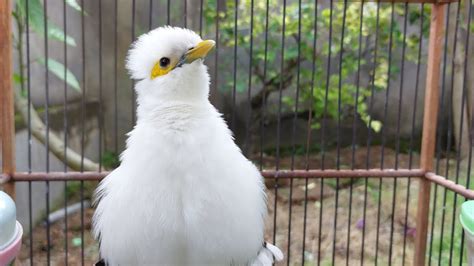 Suara Jalak Putih Gacor Isian Tembakan Masteran Burung Jalak Putih