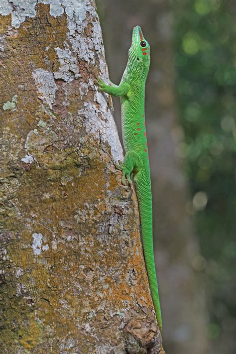 Gro Er Madagaskar Taggecko Phelsuma Grandis Gro Er Madag Flickr