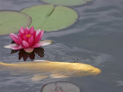 Nen Far Hojas Agua Peces Estanque Fondo De Pantalla Hd