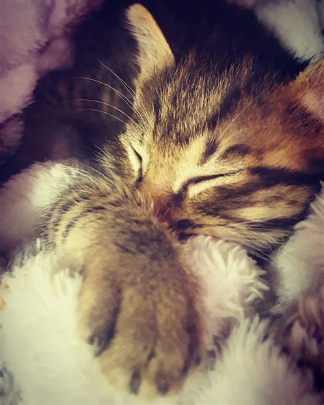 Cutest sleeping kitten | Sleeping kitten, Kittens, Animals