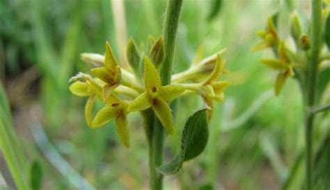 Curved Rice Flower Grasslands