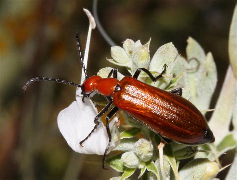 Red Blister Beetle Lytta Nitidicollis Bugguide Net