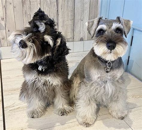 Schnauzer Cut: Guide To Transforming Schnauzer's Appearance