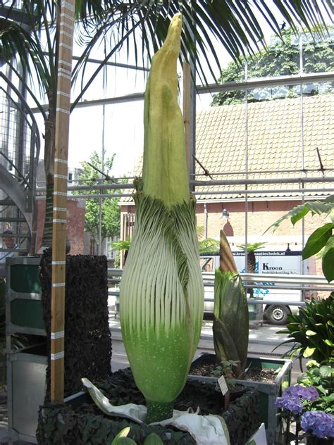 Amorphophallus Titanum It Grows And It Grows And It Beco Flickr