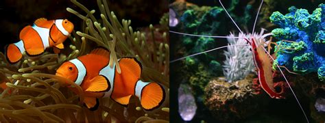 8 8 What About Hermaphrodites And Biological Sex Introduction To The Evolution Biology Of Sex