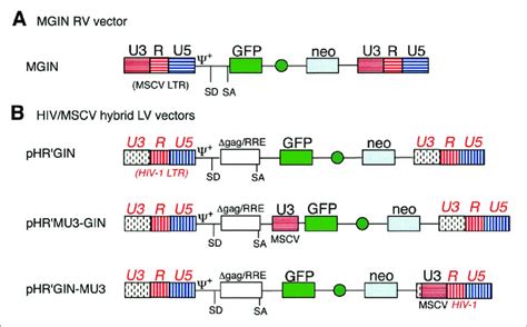 Schematic Diagrams Of The Mgin Rv And Hiv Mscv Lv Vectors Used In This