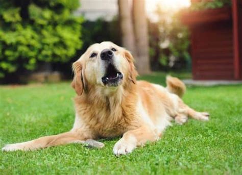 Cachorro Latindo Origem Do Latido Principais Causas E Como Lidar