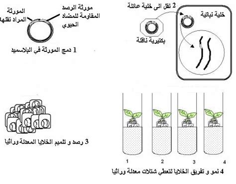 Lycee Oum Rabia مفهوم الهندسة الوراثية