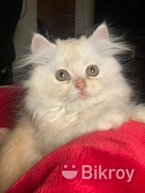 Female Persian Cat For Sale In Jhenaidah Bikroy