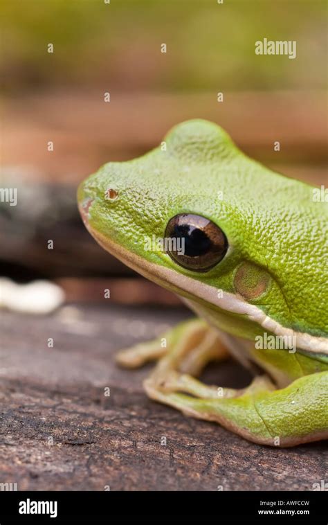 The Green Tree Frog Hyla Cinerea Is A Common Species In The Southern And Southeastern United