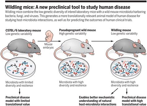 Wild Is Better In Bred Mice Born To Wild Mice Resemble Human Responses