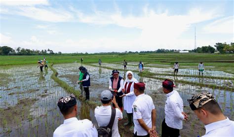 Bupati Ipuk Dorong Pertanian Presisi Dengan Alat Canggih Pemupukan