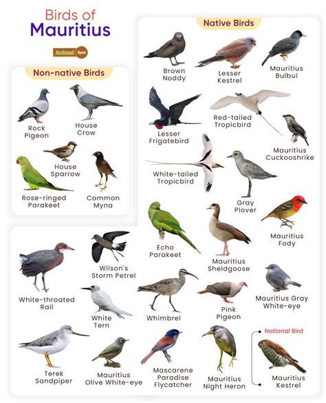 List Of Birds Found In Mauritius With Pictures