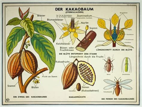 Museen Im Saarland Objekt Schulwandbild Biologie