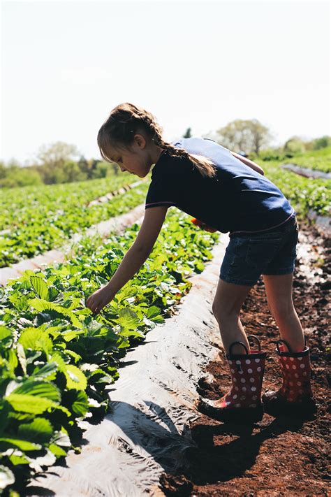 Strawberry Farm Photos