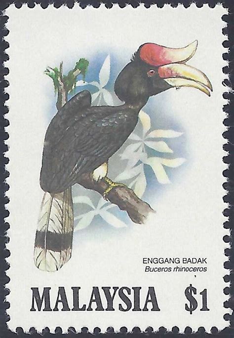 Rhinoceros Hornbill Buceros Rhinoceros Malaysia Hornbills Of