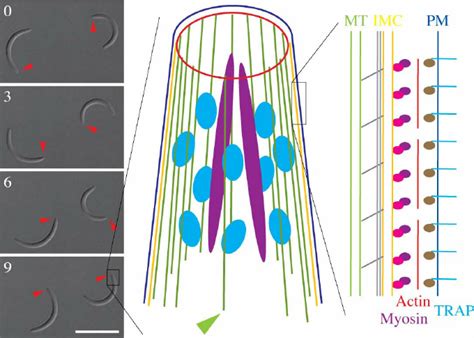 Gliding Motility Of Plasmodium Berghei Sporozoites Four Differential