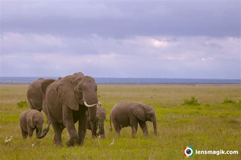 African Elephant Big 5 Africa
