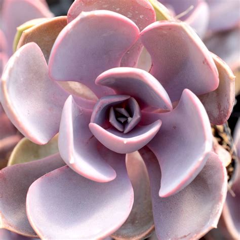 Echeveria Purple Pearl Mountain Crest Gardens